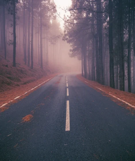 Tree-Lined Road for a Peaceful Journey