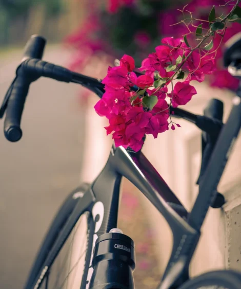 Road Bike and Bougainvillea Flowers