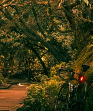 Road Bike Parked on a Wooden Bridge in Anaga Rural Park