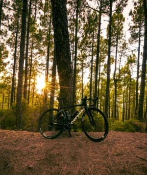 Road Bike Parked in a Forest