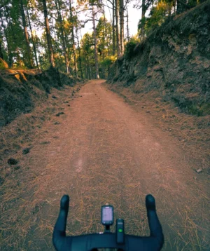 Dirt Road With Trees on Either Side of It