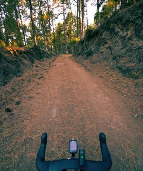 Dirt Road With Trees on Either Side of It