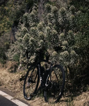 Road Bike Parked in Front of a Plant