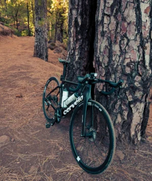 Road Bike Leaning Against a Pine Tree