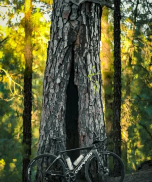 Road Bike Leaning Against a Pine Tree