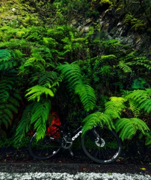 Road Bike Parked in Front of a Large Fern