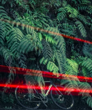 Road Bike Leaning Against Ferns