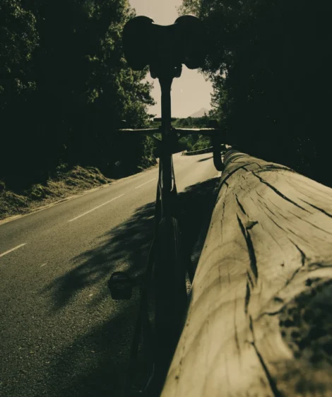 Road With and Pine Trees on the Side