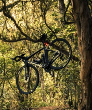Road Bike Hanging on a Tree