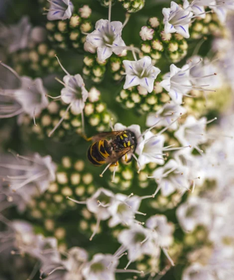 Bee on Flower