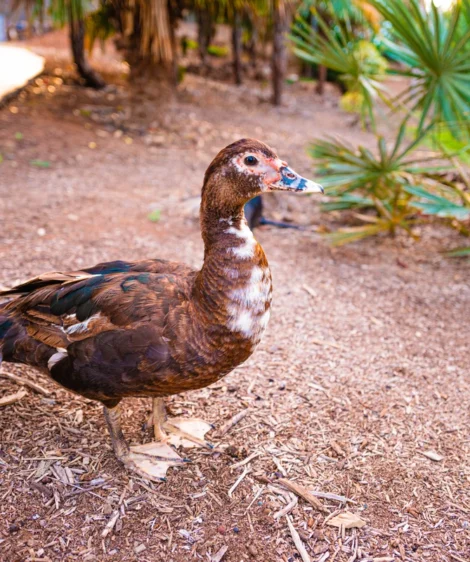 Bird Standing on the Ground