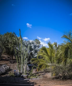 Group of Palm Trees