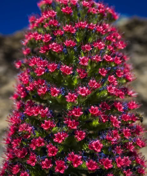 Bush With Pink Flowers