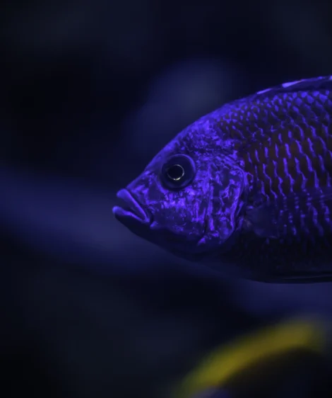 Close Up of Fish