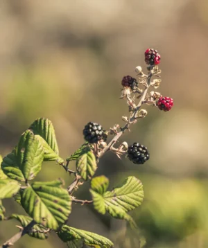 Close Up of Some Berries
