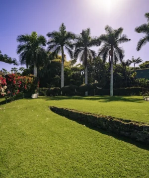 Large Green Lawn With Palm Trees