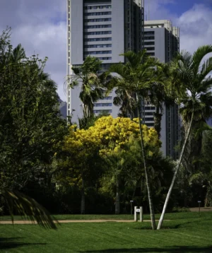 Park With Trees and Tall Buildings in the Background