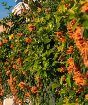 Bush With Orange Flowers