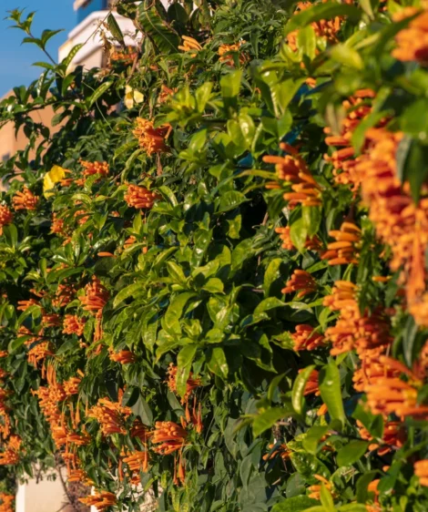 Bush With Orange Flowers