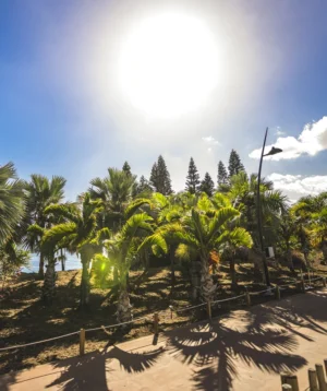 Sandy Beach With Palm Trees