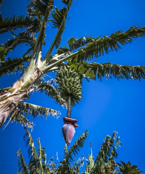 Plant With Flower