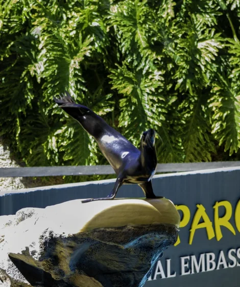Bird Standing on Rock
