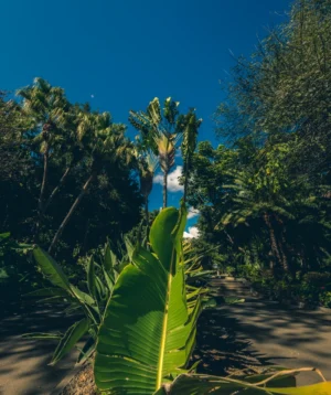 Plant With Leaves
