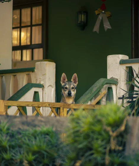 Dog Sitting on Bench