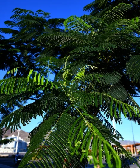 Palm Tree With Blue Sky