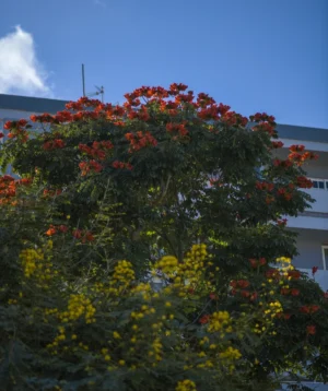 Tree With Colorful Flowers