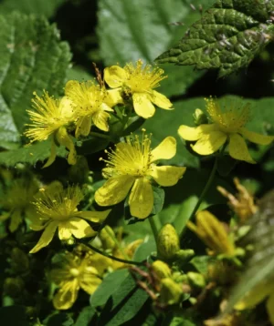 Group of Yellow Flowers