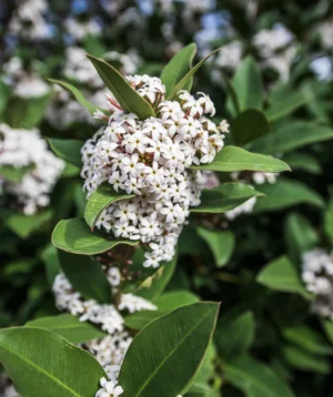 White Flower With Green Leaves