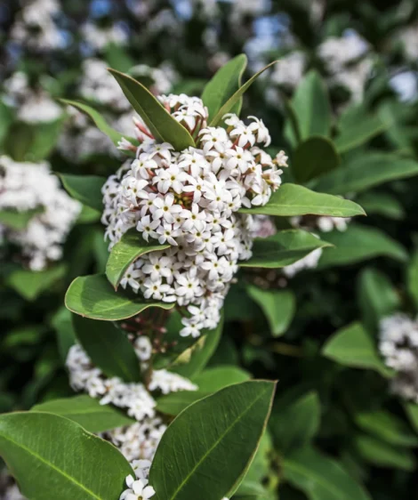 White Flower With Green Leaves