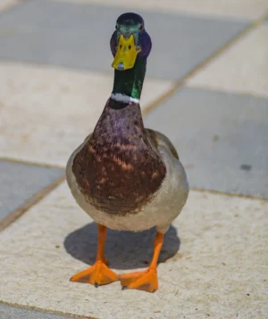 Duck Standing on Tile Floor