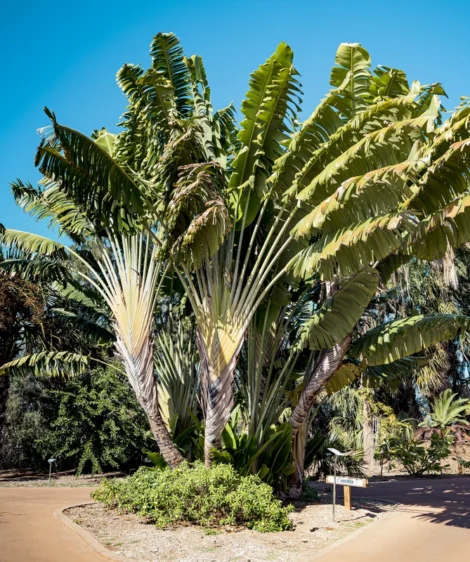 Palm Tree in Tropical Area