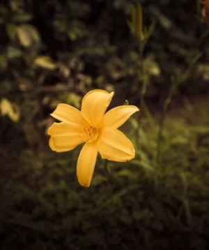 Yellow Flower With Green Leaves