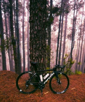 Bicycle Parked in Forest