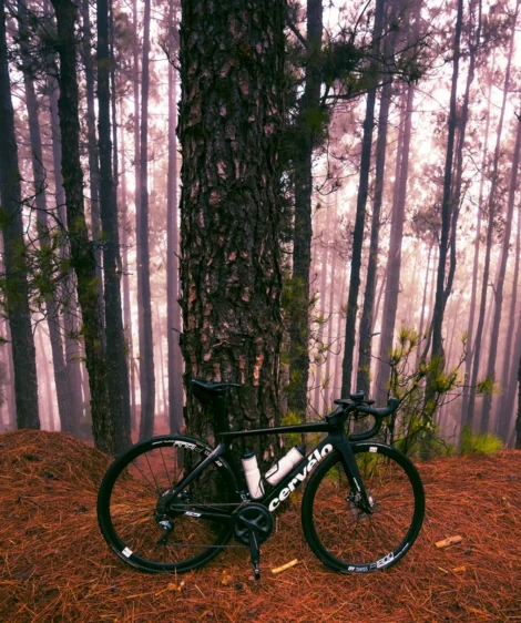 Bicycle Parked in Forest