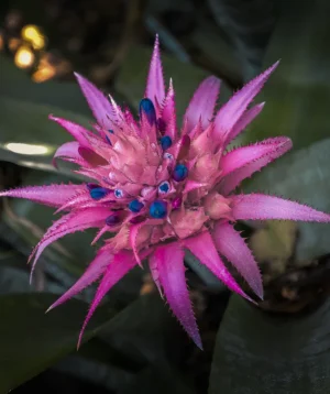 Purple Flower With Water Droplets on It