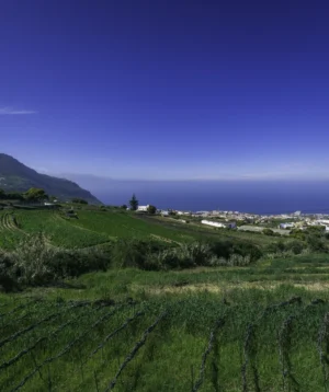 Landscape With Trees and Grass