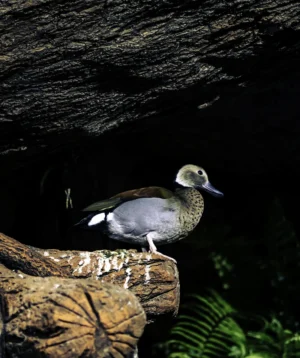 Bird Standing on Rock