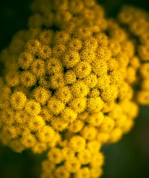 Close Up of Yellow Flower