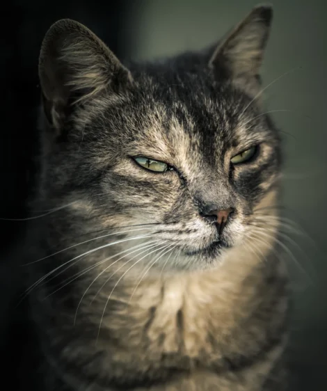 Cat With Sad Expression