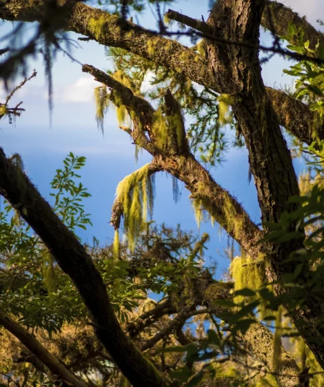 Tree With Tall Branch