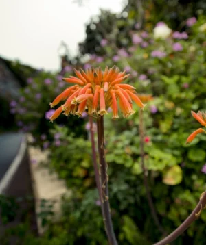 Close Up of Flower