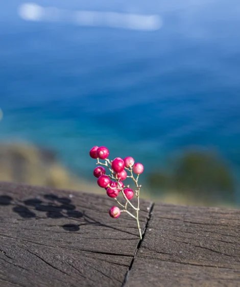 Close Up of Some Berries