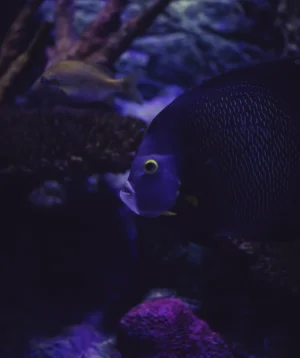 Fish Swimming in Water