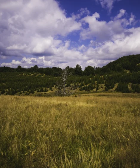 Grassy Field With Trees in the Background