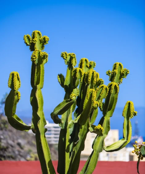 Group of Cacti