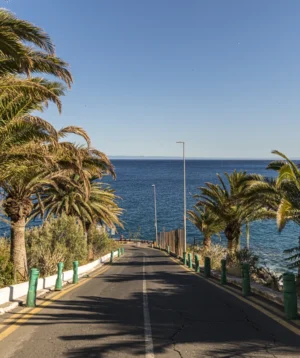 Road With Palm Trees and Body of Water in the Background